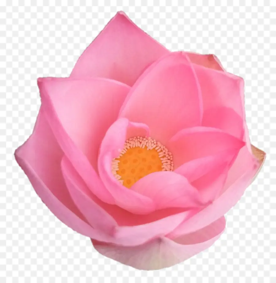 Centifolia Rosas，As Rosas Do Jardim PNG