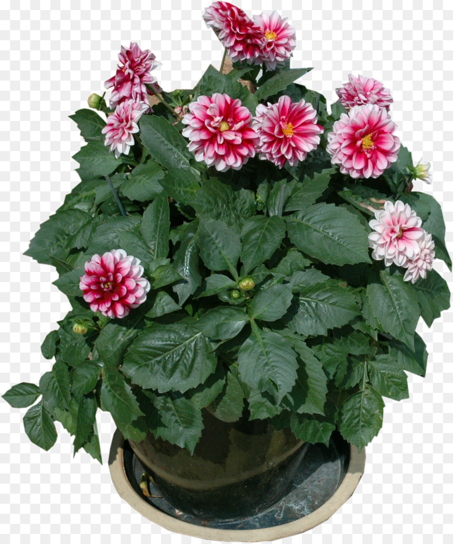 Flowerpot，Jardim PNG