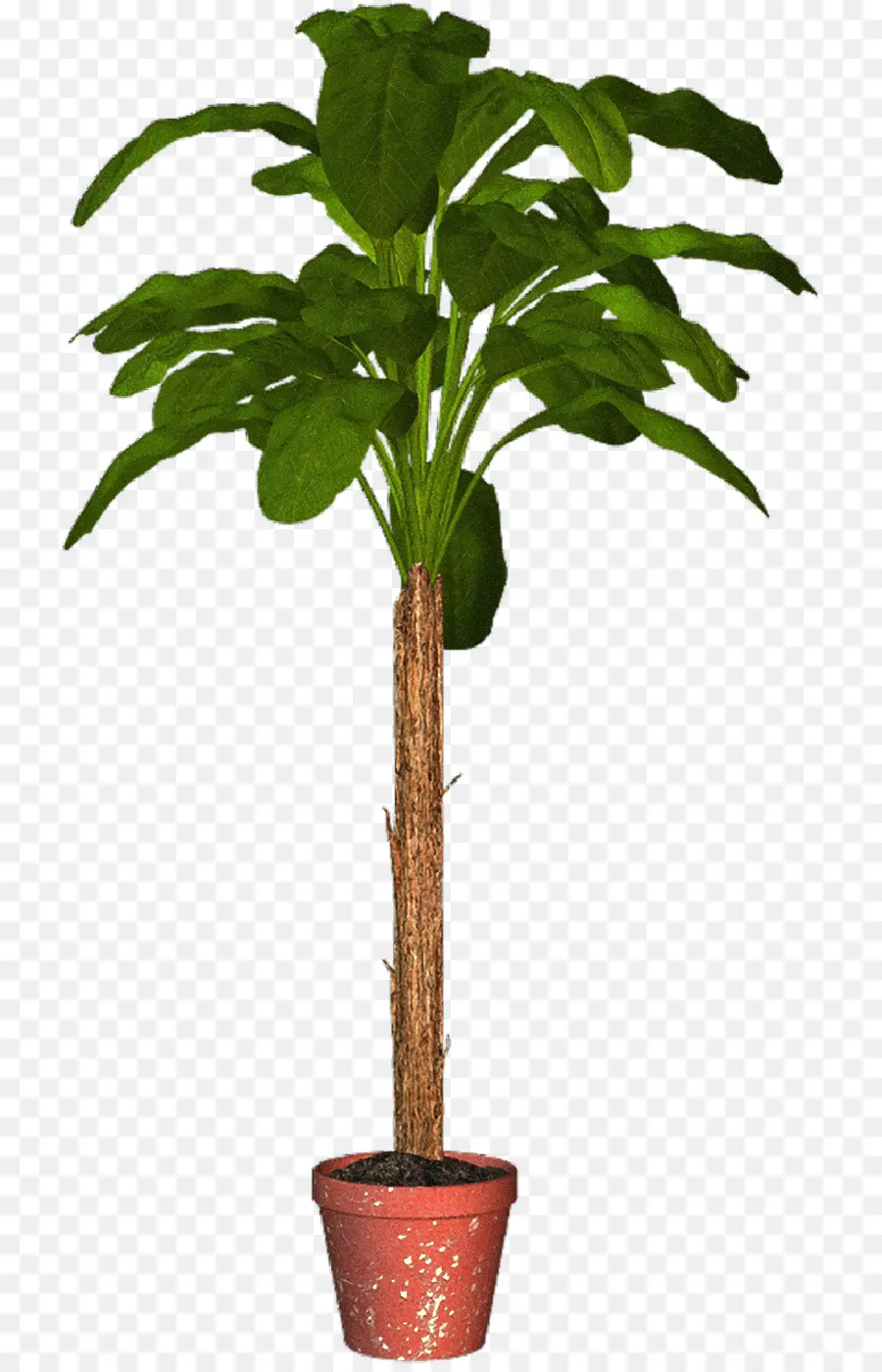 Arecaceae，Flowerpot PNG