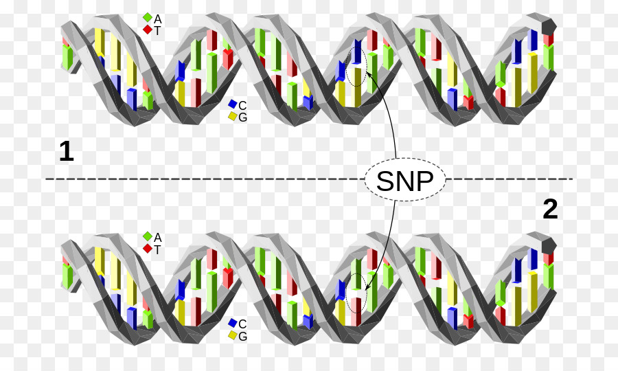 Sequência De Dna，Genética PNG