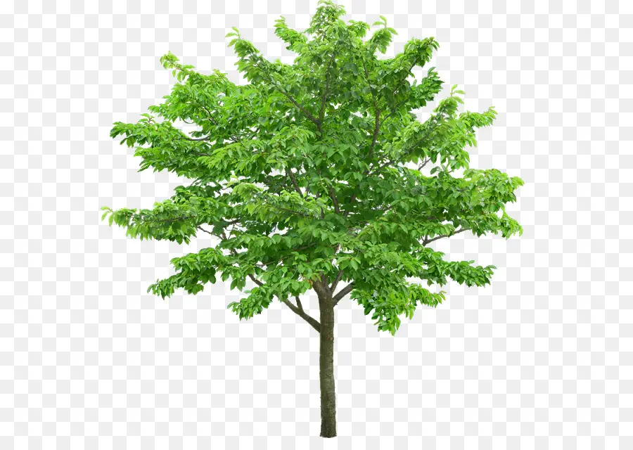 árvore，Aprender Sobre árvores PNG