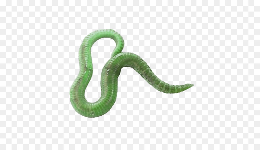 Worm，Pesca PNG