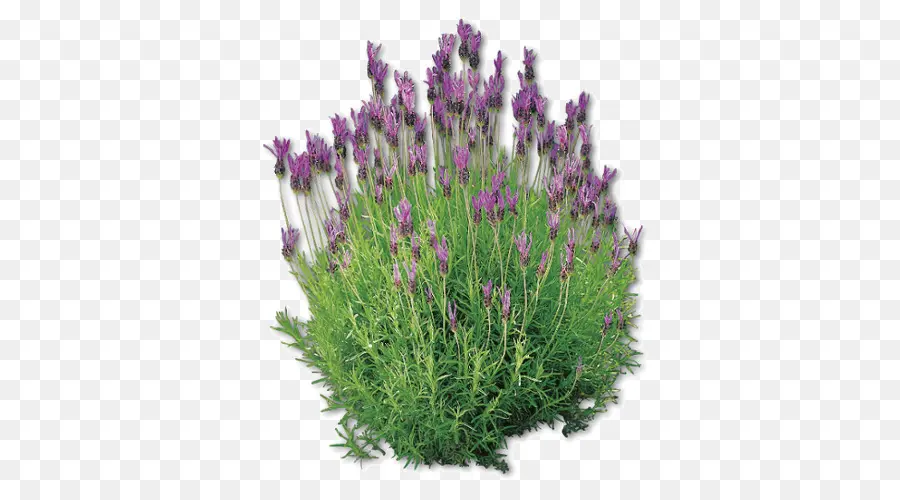 Inglês Lavanda，Lavanda Francesa PNG