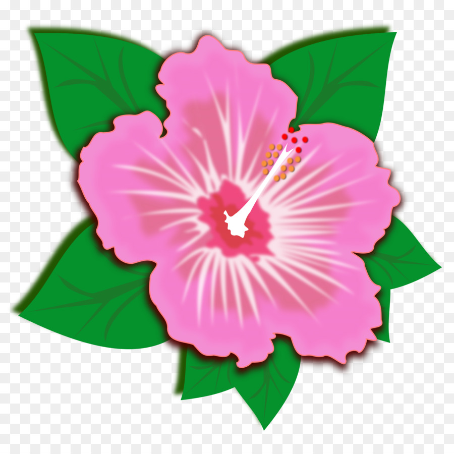 Hibiscus，Flores Cor De Rosa PNG