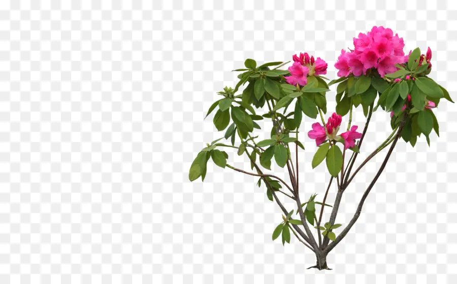 Flor，Rhododendron PNG