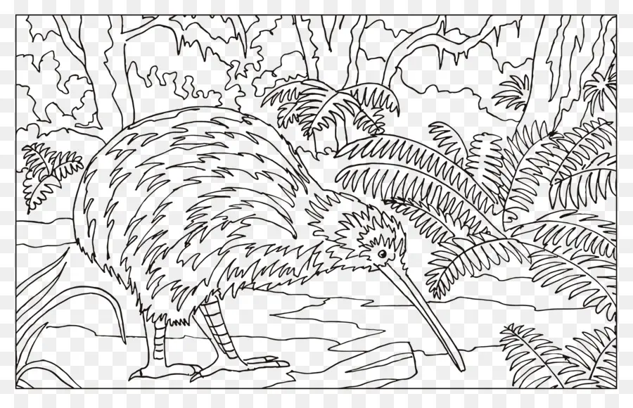 Pássaro Kiwi，Floresta PNG