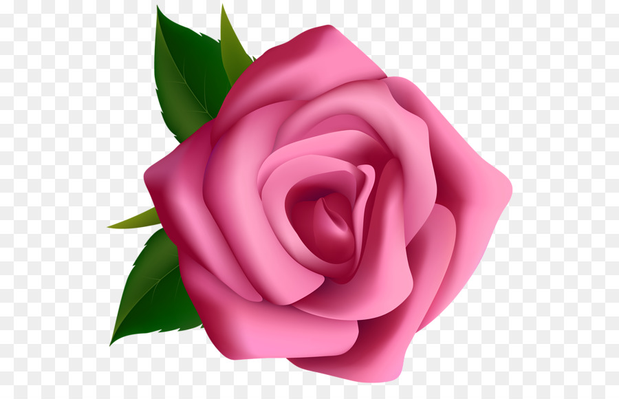 Rosa, Blog, Flores de color rosa gratis png transparente
