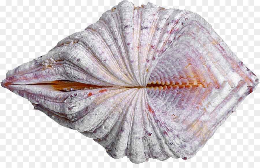 Concha，Oceano PNG