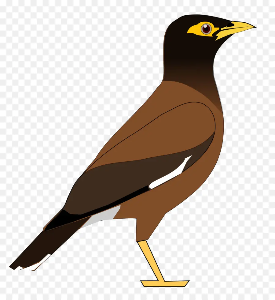 Comum Myna，Aves PNG