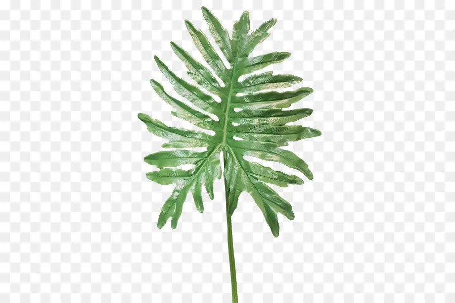 Folha Verde，Plantar PNG