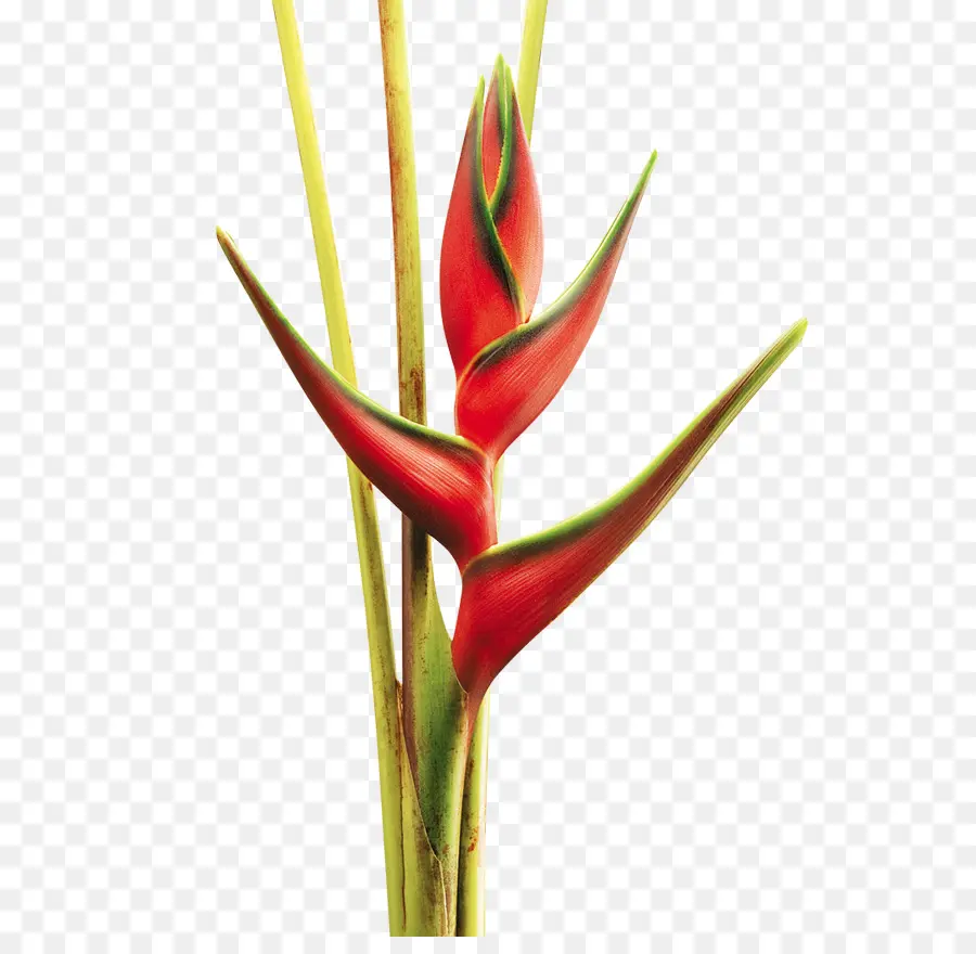 Flor Vermelha，Florescer PNG