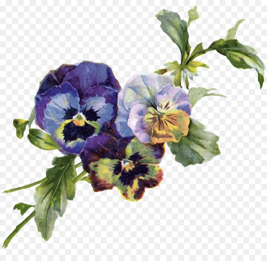 Pansy，Arte PNG