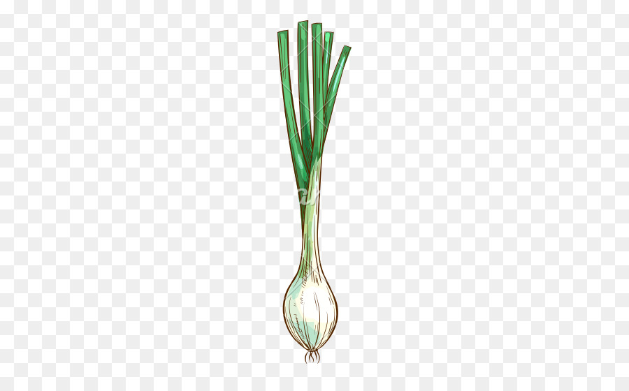 Cebola，Allium Fistulosum PNG