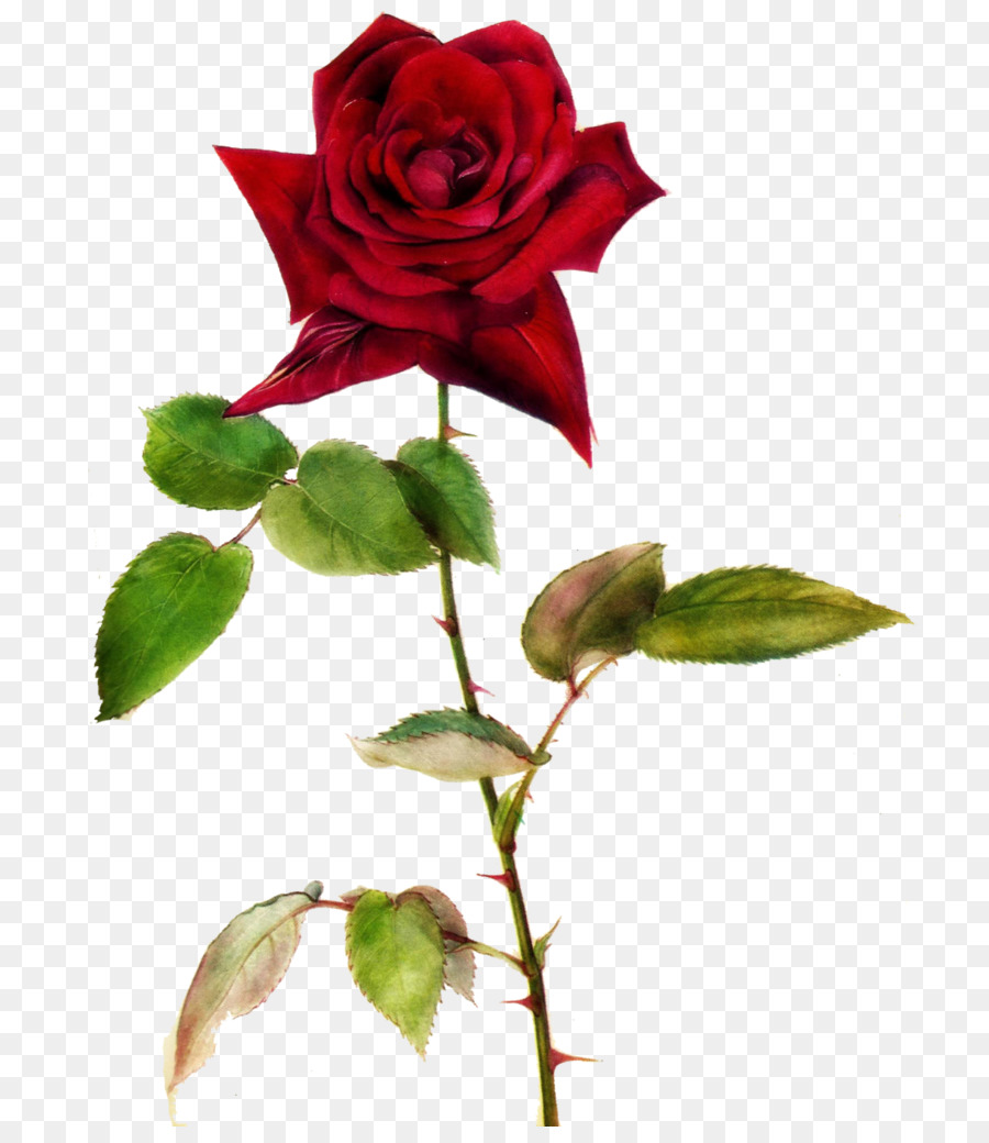 Rosa，Papel De Parede Da área De Trabalho PNG