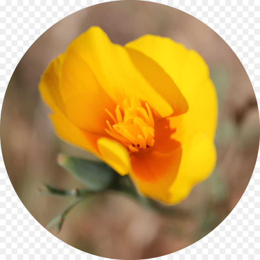 Medicina，California Poppy PNG