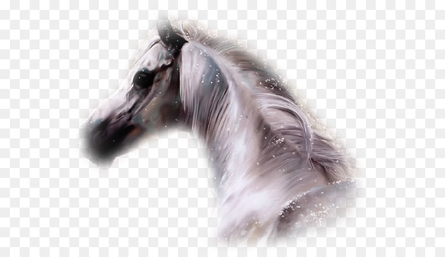 Cavalo，Howrse PNG