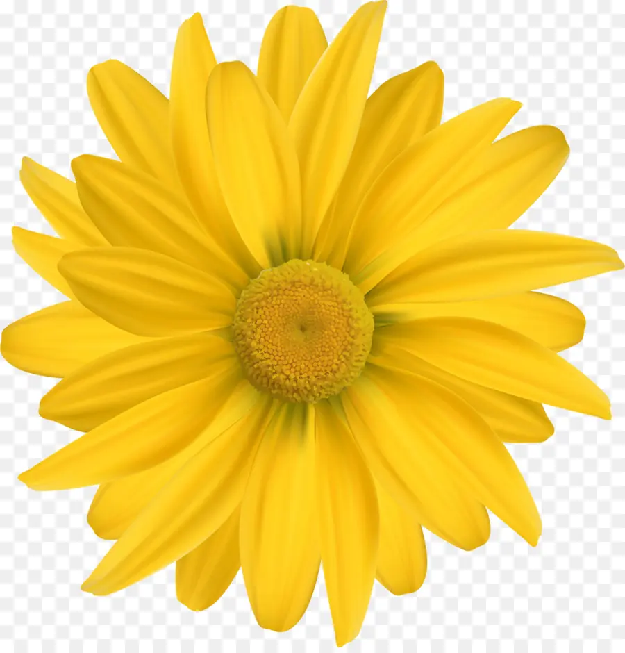 Comum Daisy，Amarelo PNG