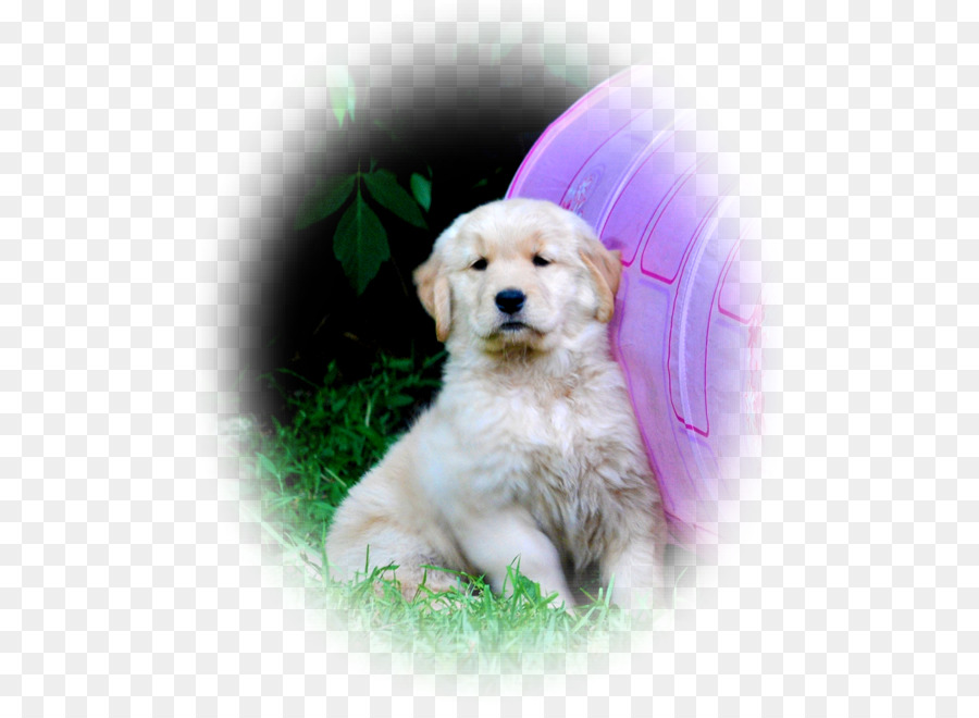 Golden Retriever，Labrador Retriever PNG