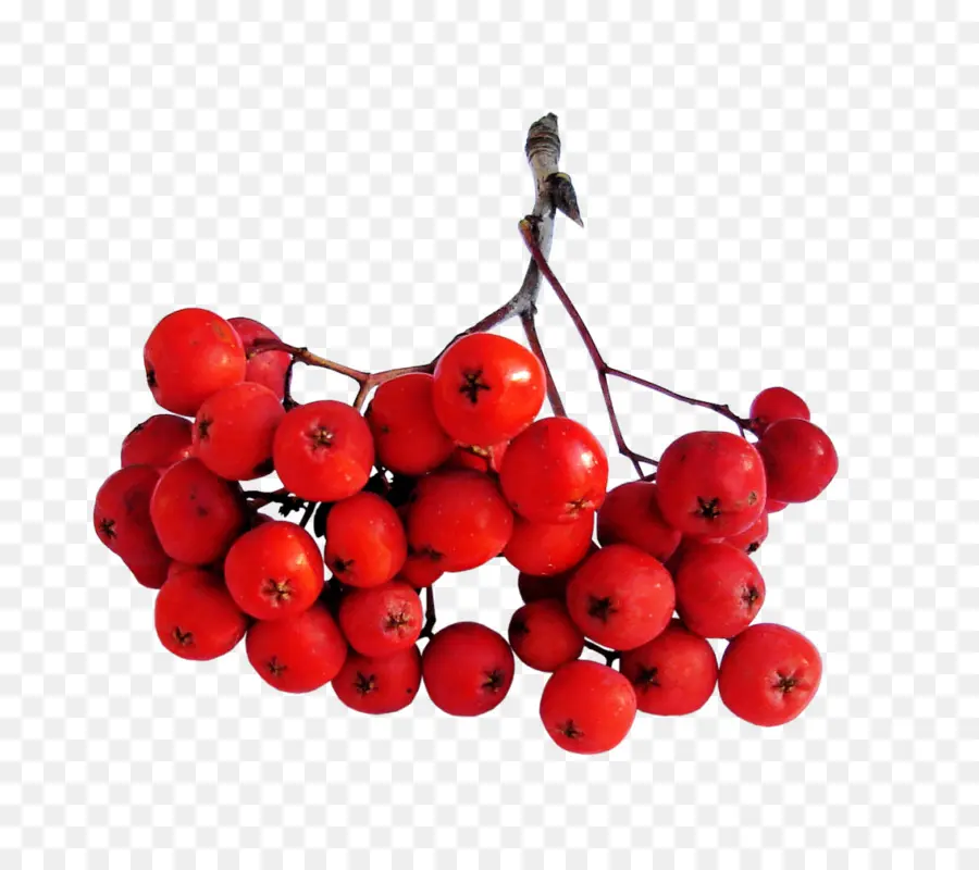 Sorbus Aucuparia，Berry PNG