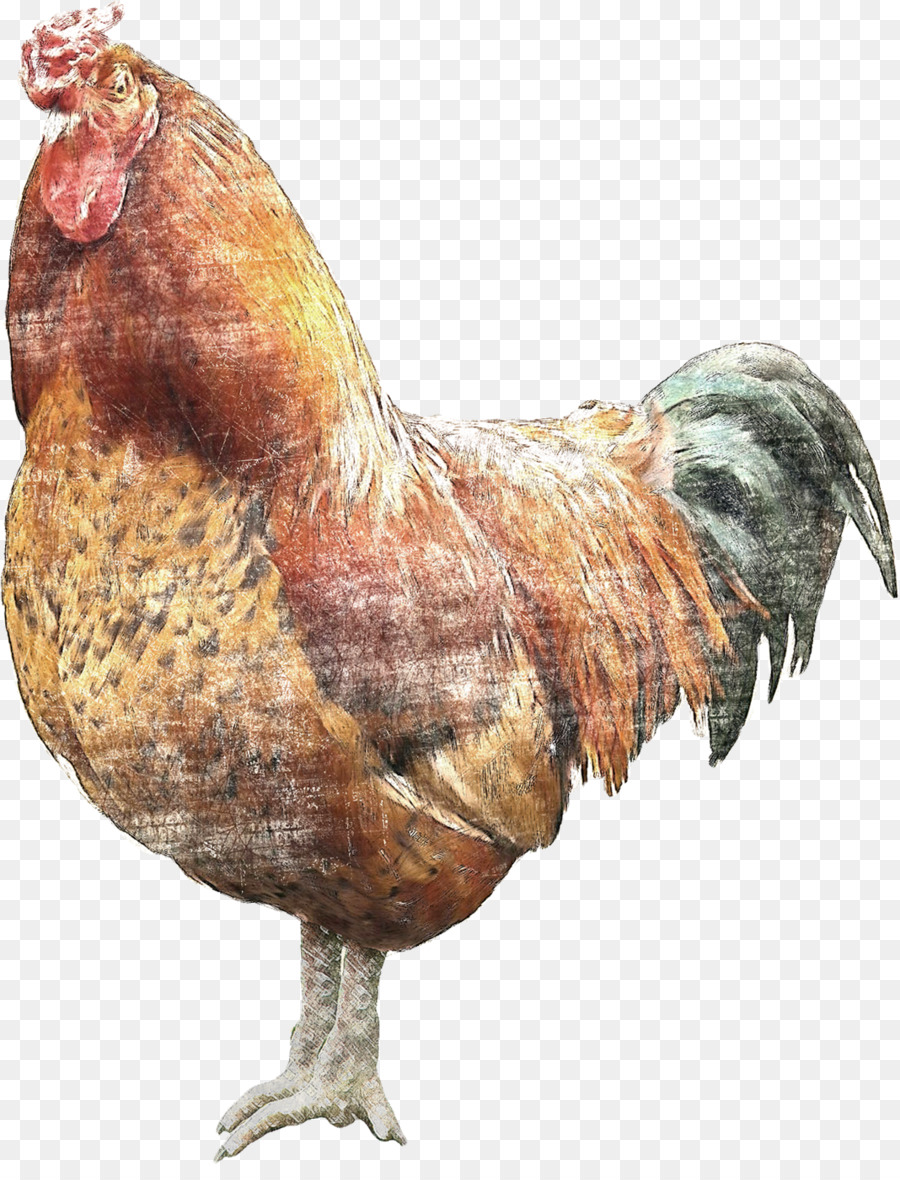 Brahma Frango，Galo PNG