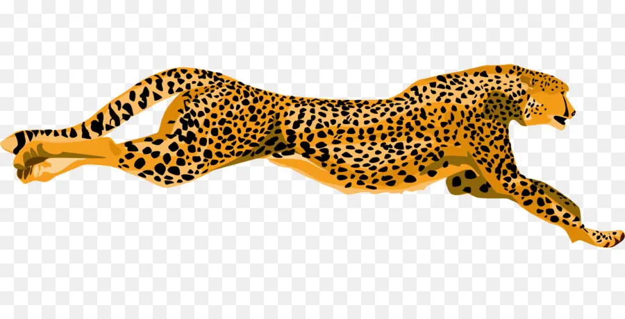 Cheetah，Desenho PNG