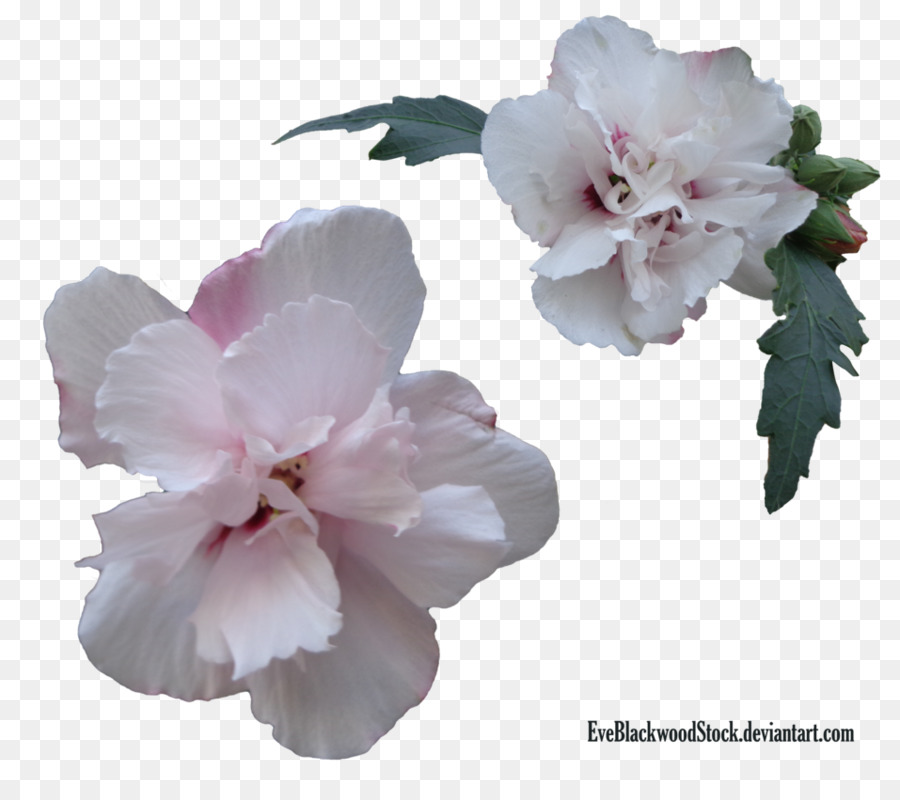 Hibisco，Florescer PNG