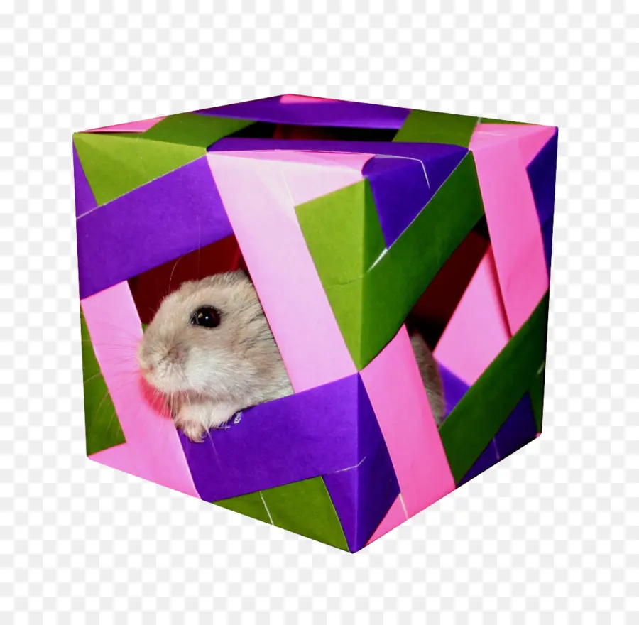 Hamster，Cubo PNG