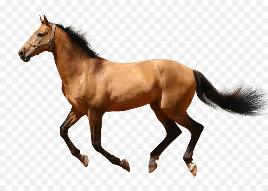 Cavalo Marrom，Correndo PNG