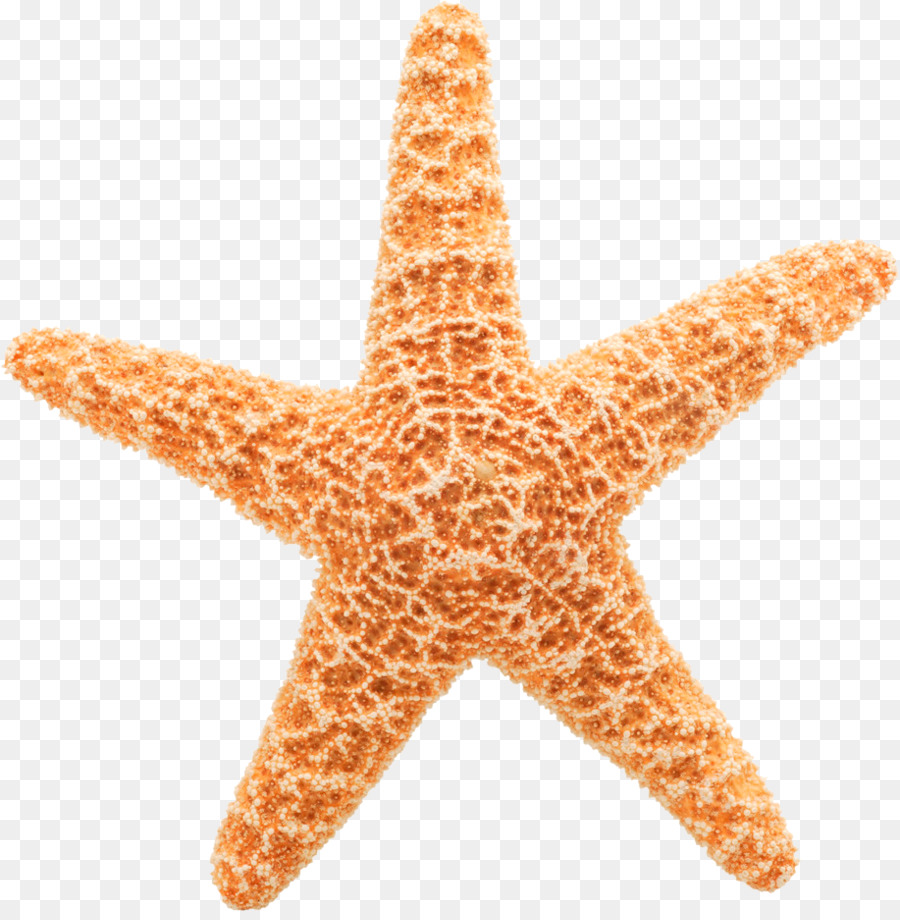 Estrela Do Mar Laranja，Marinho PNG