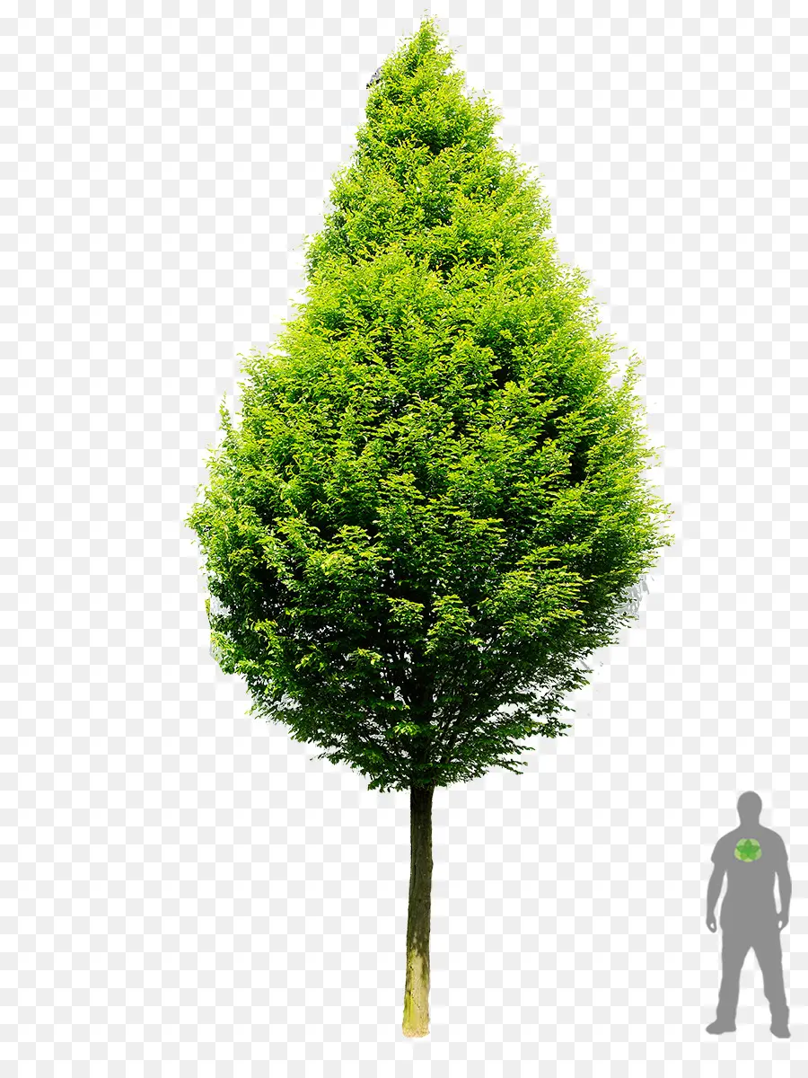 Carpinus Betulus，árvore PNG