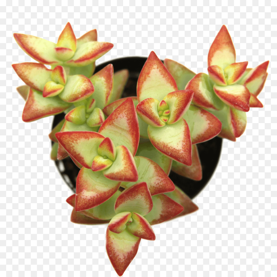 Planta Suculenta，Pontas Vermelhas PNG