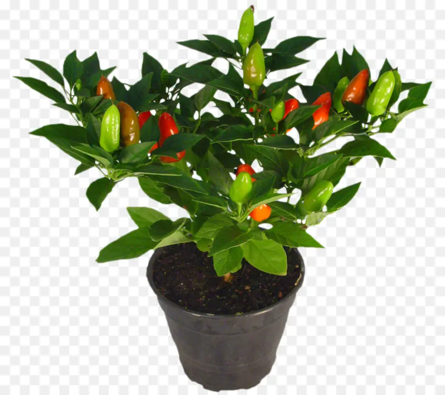 Planta De Pimenta，Pimenta PNG