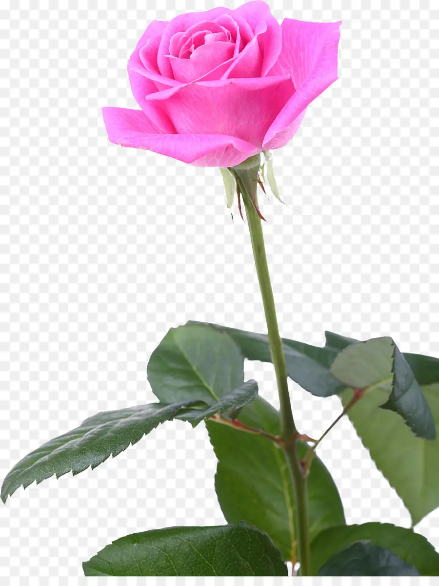 Rosas Cor De Rosa，Tronco PNG