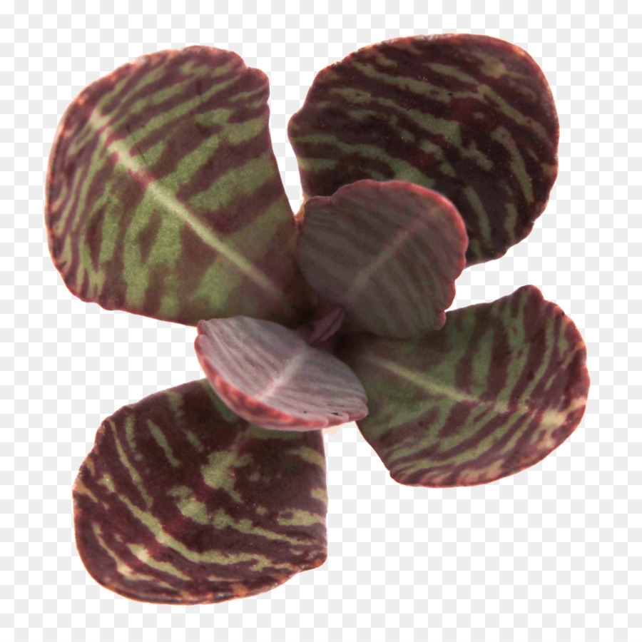 Planta，Magenta PNG