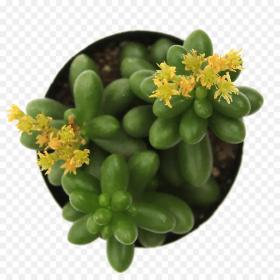 Sedum Rubrotinctum，Suculenta Planta PNG