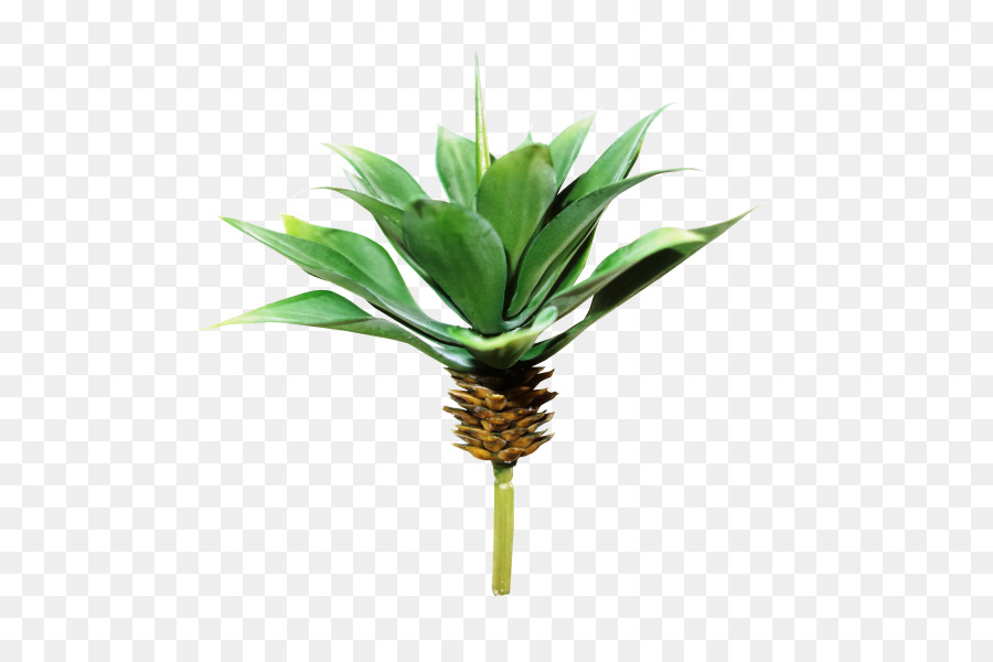 Planta De Agave，Suculenta PNG