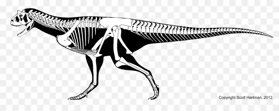 Carnotaurus，Tiranossauro PNG
