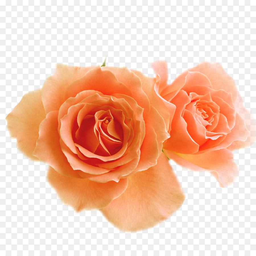 Rosa，Florescer PNG