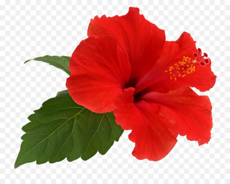 Shoeblackplant，Flor PNG