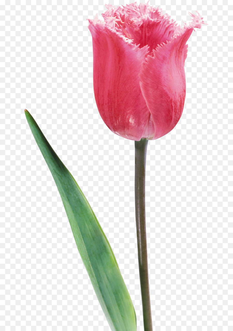 Tulipa Roxa，Tronco PNG