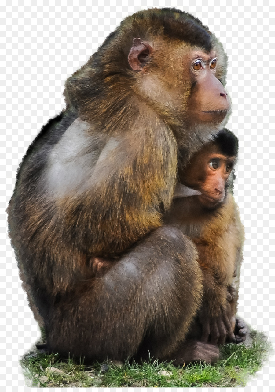 Dois Macacos，Animais PNG