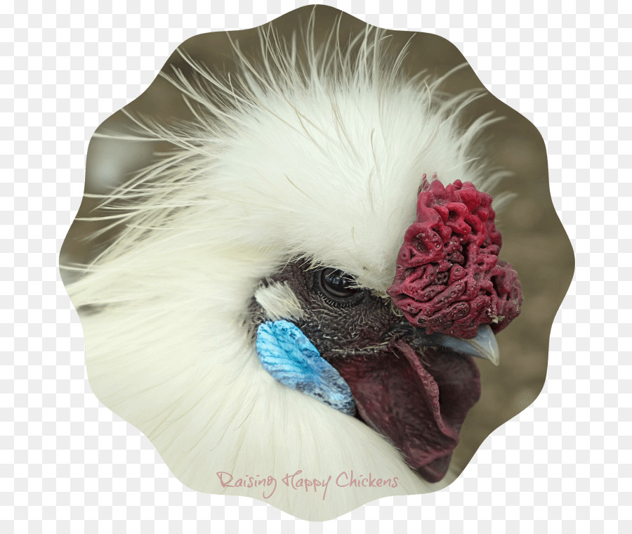 Silkie，Pekin De Frango PNG