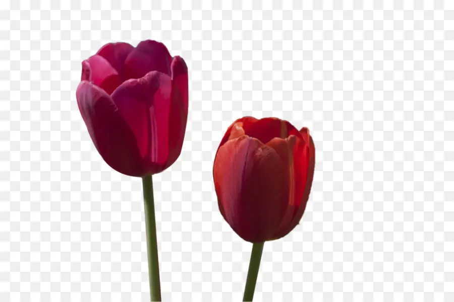 Tulipas，Vermelho PNG