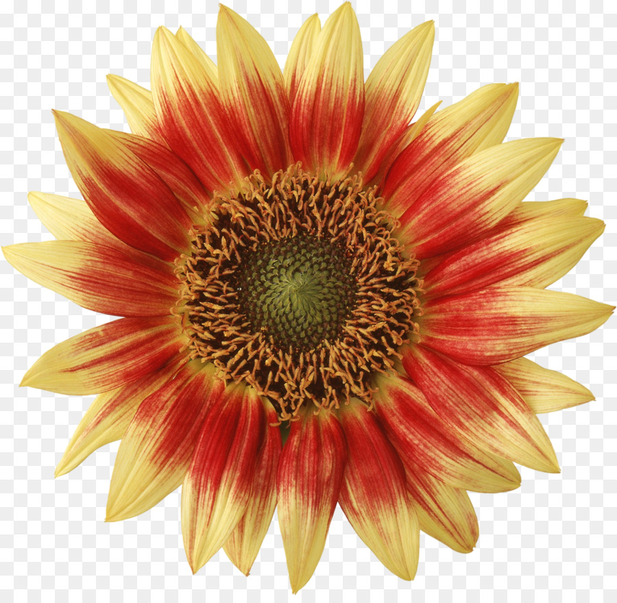 Flor Vermelha，Flor PNG