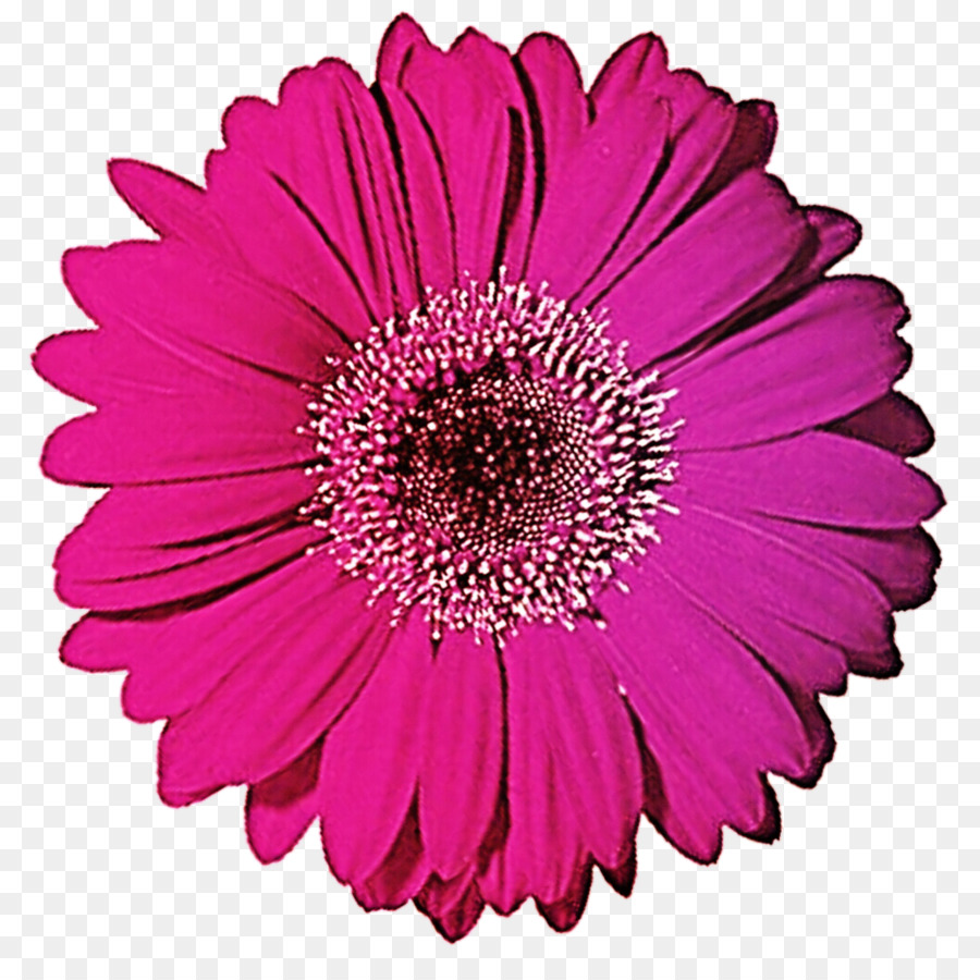 Flor Rosa，Florescer PNG