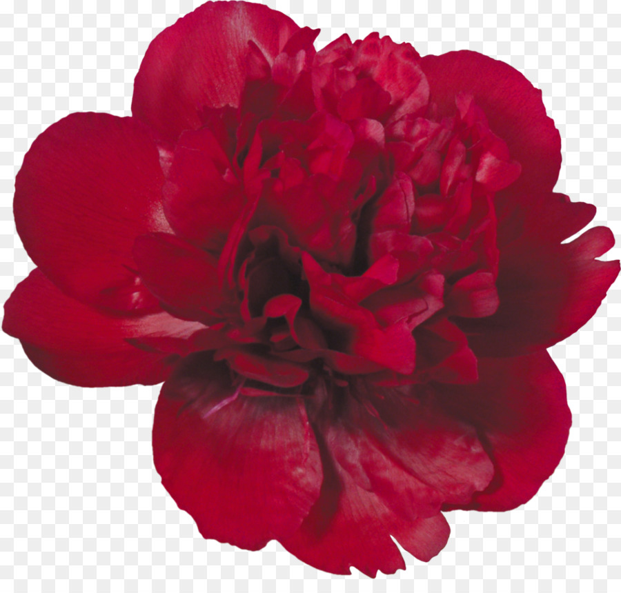 Flor Rosa，Florescer PNG