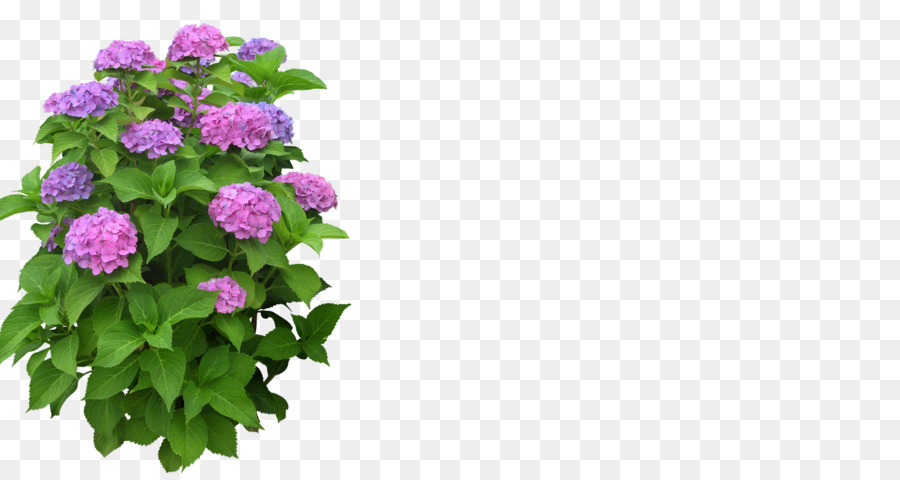 Hortênsia，Flor PNG