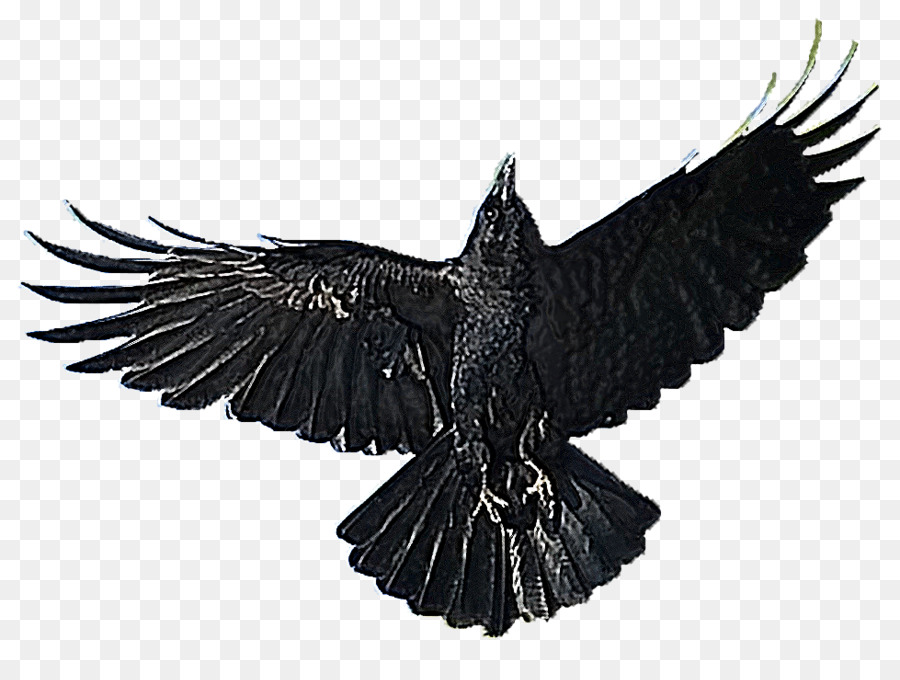 América Do Corvo，Aves PNG