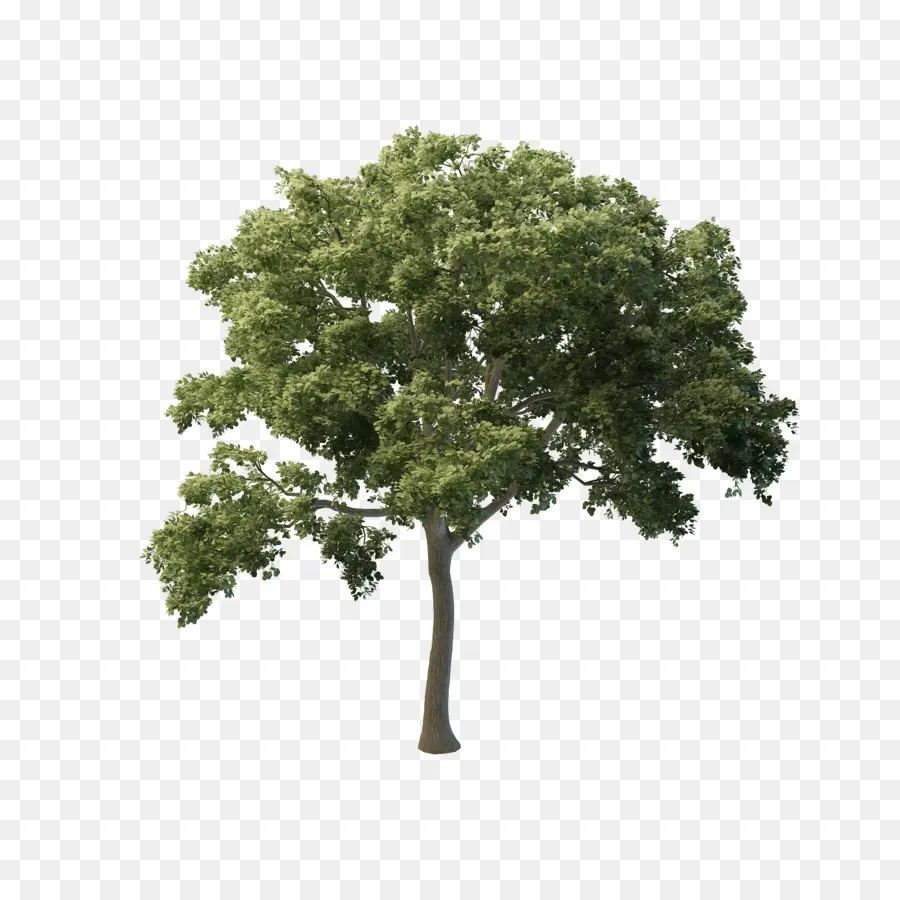 árvore，Butternut PNG
