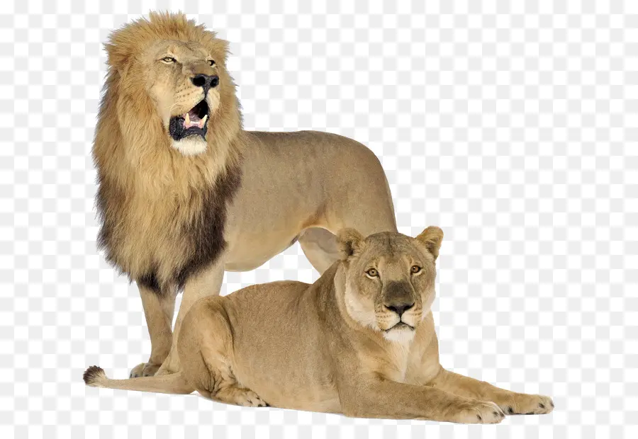 Leões，Grandes Felinos PNG